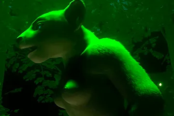 Wild Life Female Furry - free porn video